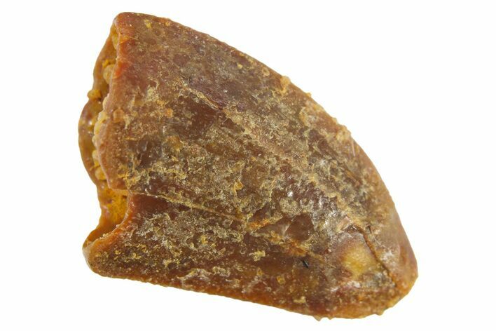 Bargain, Raptor Tooth - Real Dinosaur Tooth #268396